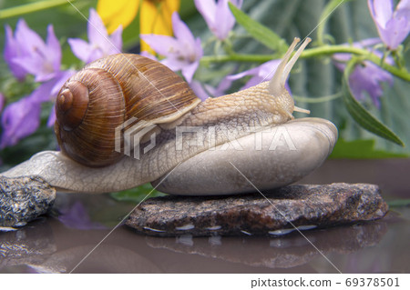 Helix pomatia. snail climbs from stone to stone. mollusc and inv 69378501