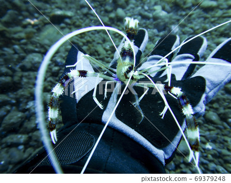 Banded coral shrimp riding on the hand Izu Oshima 69379248