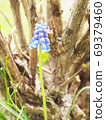 Grape Muscari Grape Muscari 69379460