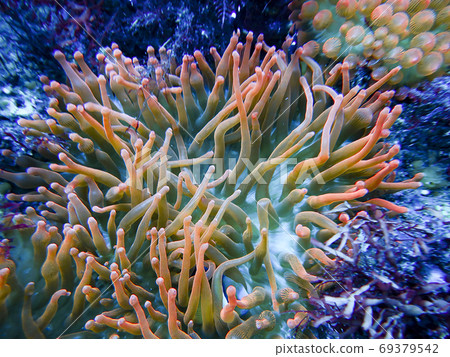 Diving sea anemone on Izu Oshima 69379542