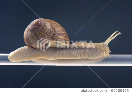 Helix pomatia. snails hang from a plastic tube. mollusc and inve Helix pomatia. snails hang from a plastic tube. mollusc and inve 69380165
