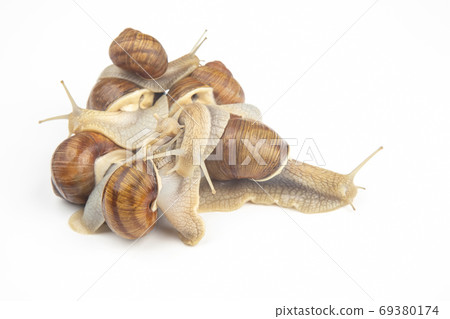 Helix pomatia. grape snail on a white background. mollusc and in Helix pomatia. grape snail on a white background. mollusc and in 69380174
