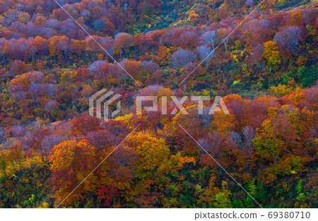 Autumn leaves at the foot of Mt. Chokai dyed in the sunrise Autumn leaves at the foot of Mt. Chokai dyed in the sunrise 69380710