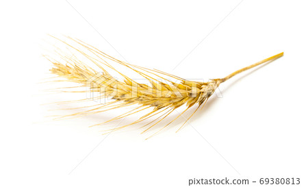 Wheat rye barley oat seeds. Whole, barley, harvest wheat sprouts. Wheat grain ear or rye spike plant isolated on white background, for cereal bread flour. Top view. 69380813