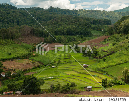 Rice field or paddy field in the green valley Rice field or paddy field in the green valley 69381769