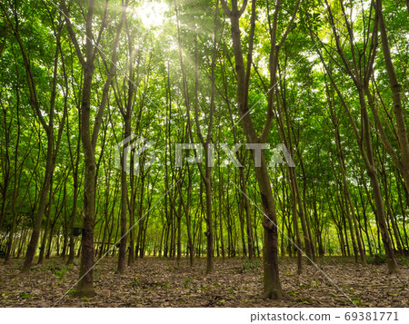 Atmosphere in the rubber plantation Atmosphere in the rubber plantation 69381771
