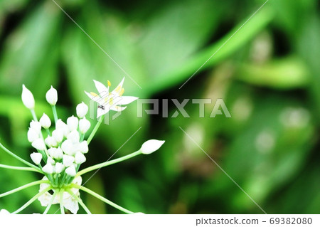 Late-blooming Chinese chive (Chive) flower Freshly bloomed single flower 69382080