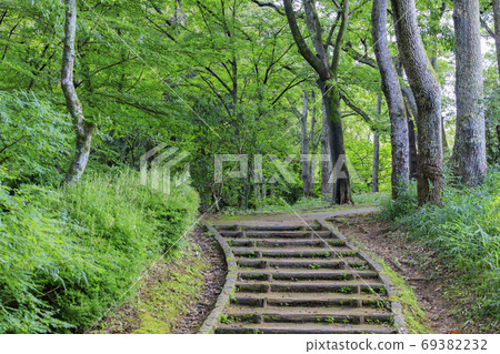 Sweet potato hill 69382232