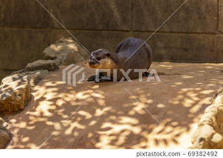 Kotsumekawauso（水獺） 69382492