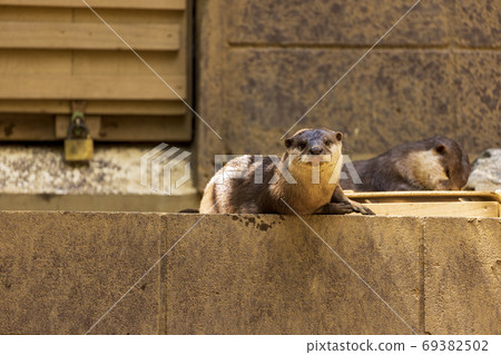 Kotsumekawauso(水獺) Kotsumekawauso(水獺) 69382502