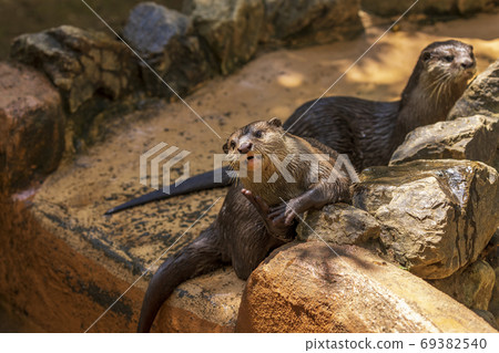 Kotsumekawauso /水獺 69382540