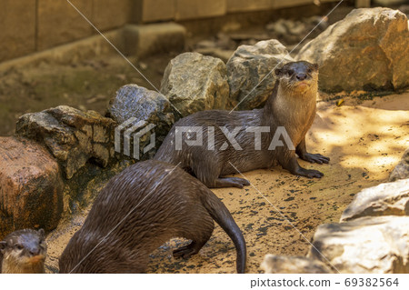 Small-clawed otter / Otter Small-clawed otter / Otter 69382564