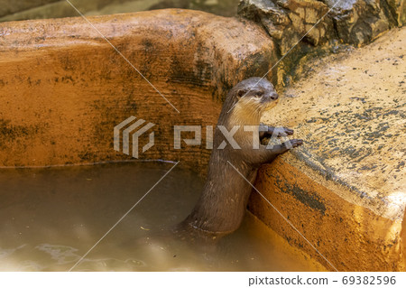 Kotsumekawauso /水獺 69382596