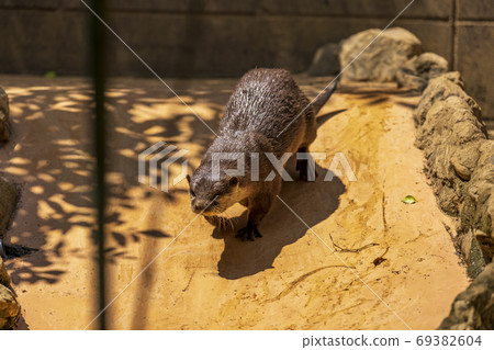 Small-clawed otter / Otter Small-clawed otter / Otter 69382604