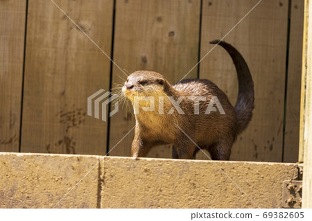 Small-clawed otter / Otter Small-clawed otter / Otter 69382605