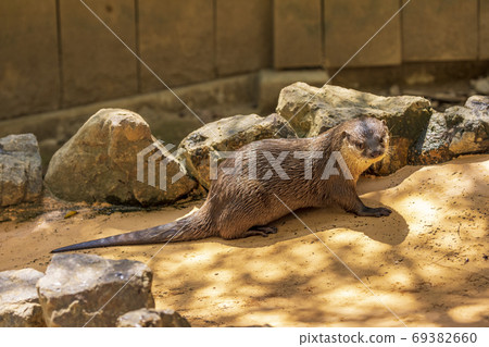 Small-clawed otter / Otter 69382660