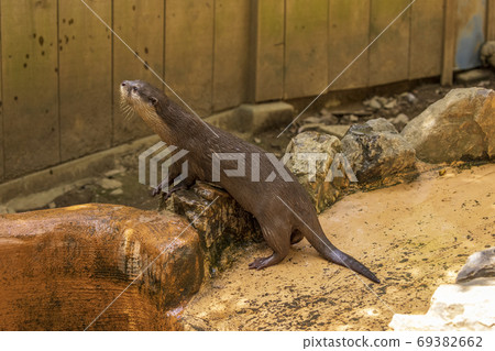 Kotsumekawauso /水獺 69382662