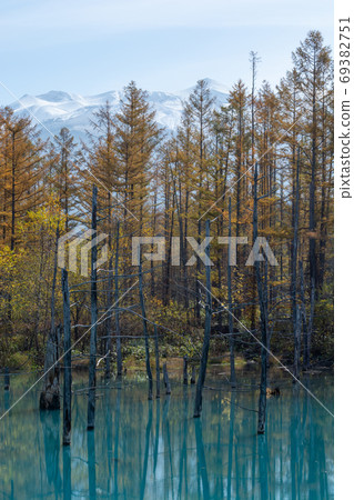 Yellow-leaved larch forest and blue pond Biei Town Yellow-leaved larch forest and blue pond Biei Town 69382751