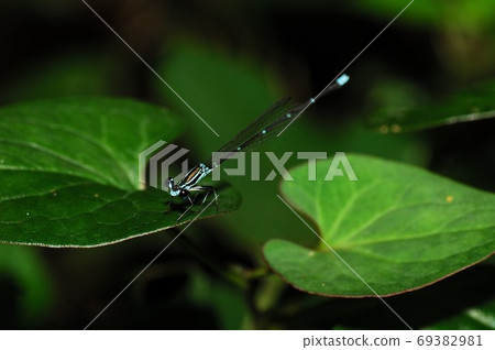 Monosha Tombo Monosha Tombo 69382981