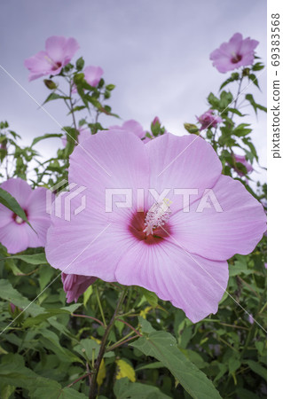 American Fuyo (Morning of Hiruzen Plateau) August 69383568