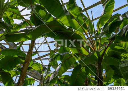 Banana tree in the greenhouse 69383651