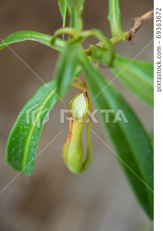 吃昆蟲植物內田一男 69383672