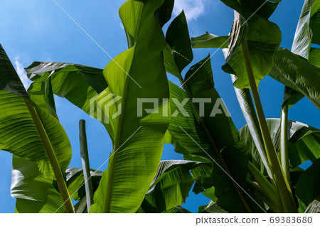 Blue sky and banana tree Blue sky and banana tree 69383680