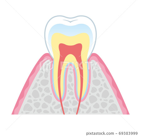 Cross-sectional view of teeth Illustration 69383999