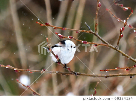 Koyuki dancing long-tailed tit 69384184
