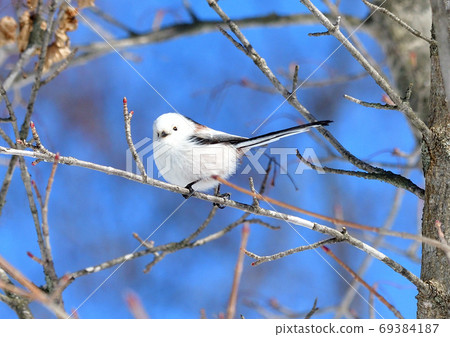 Long-tailed tit in the blue sky background Long-tailed tit in the blue sky background 69384187