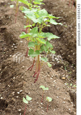 Soba field with young shoots 69384243