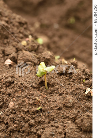 蕎麥田與嫩芽 69384250