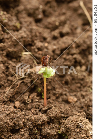 蕎麥領域與嫩芽帶殼 69384251