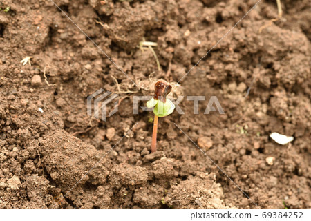 Soba field with young shoots with shells Soba field with young shoots with shells 69384252