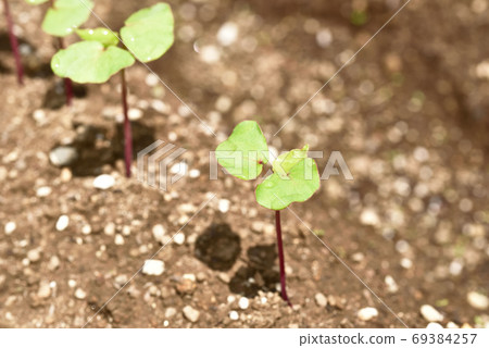 Soba field with young shoots Soba field with young shoots 69384257