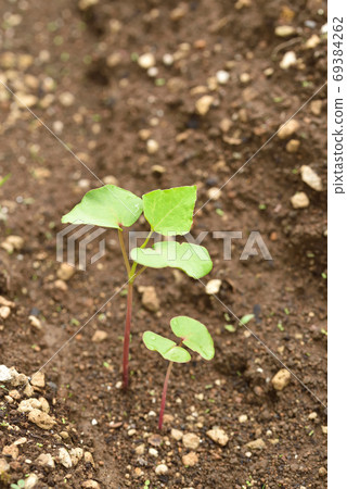 Soba field with young shoots Soba field with young shoots 69384262