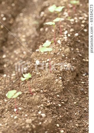 Soba field with young shoots Soba field with young shoots 69384273