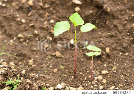 Soba field with young shoots 69384274