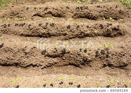 Soba field with young shoots Soba field with young shoots 69384284
