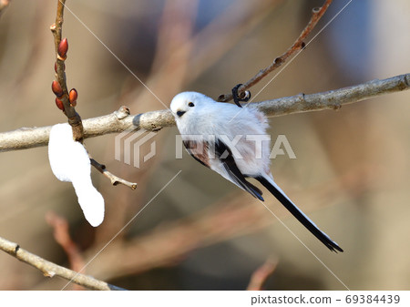 島永凝視 島永凝視 69384439