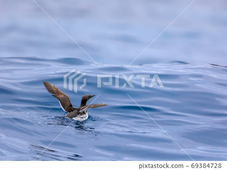 Mushroom Mushroom 69384728