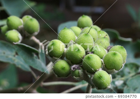 Tree fruit Tree fruit 69384770