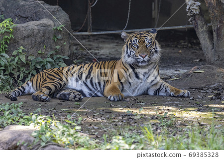 Sumatran tiger Sumatran tiger 69385328