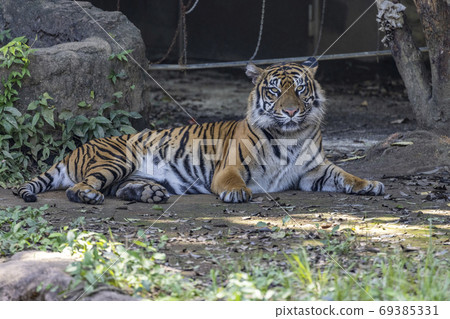 蘇門答臘虎 69385331