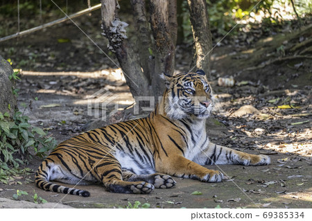 蘇門答臘虎 69385334