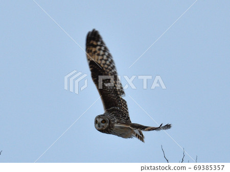 Short-eared owl jumping out towards its prey Short-eared owl jumping out towards its prey 69385357