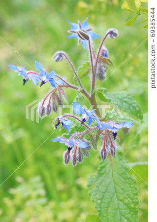 Rurijisa_herb藍色的花 Rurijisa_herb藍色的花 69385444