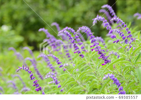 Amethyst Sage Amethyst Sage 69385557