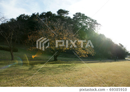 Tottori Four Seasons Walk Autumn Qingdao Tottori Four Seasons Walk Autumn Qingdao 69385910
