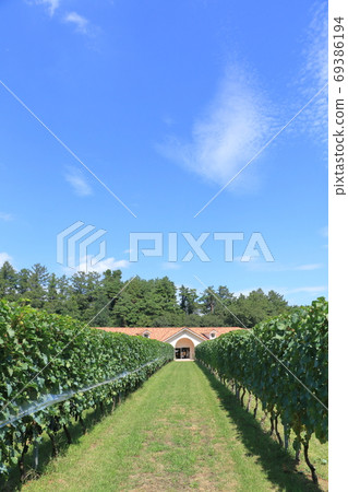 September wine vineyard Azumino winery 69386194